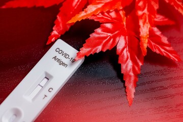 【医療】陰性の抗原検査キットと赤色の楓の葉　秋の感染症対策
