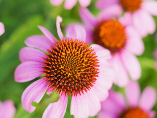 とっても可愛いムラサキバレンギク