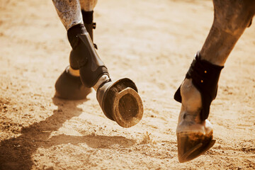 The horse's shod hooves tread on the sand, raising dust on a sunny day. Equestrian sports. The...