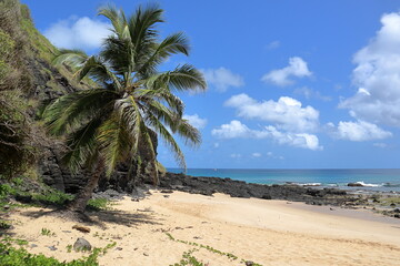 Fernando de Noronha. Scenic view of one isolated coconut palm at Boldro Beach, against clear sky...