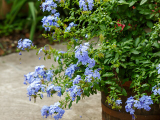 Cape pig or Plumbago auriculata ( lat. Plumbago auriculata ) is a flowering plant , an evergreen...