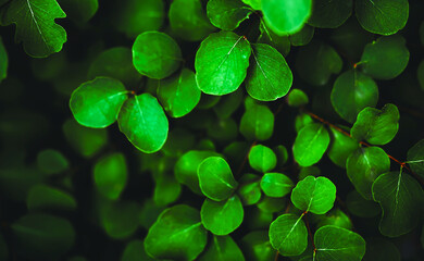 An image of beautiful young green leaves growing on a bush in the summer. Background of leaves. Nature.