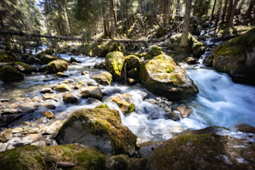 Spring time stream in the forest