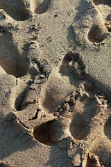 Fototapeta na wymiar footprints on the beach sand taken close up