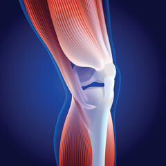 3D illustration of thigh and calf muscles connected to knee bone on dark blue background. It is used in medicine, sports and education.