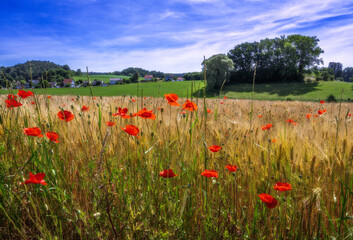 Rural landscape with a cornfield and red poppies