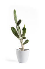 Opuntia microdasys var. albispina cactus in a pot isolated on white background