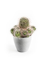 Mammillaria cactus in a pot isolated on white background