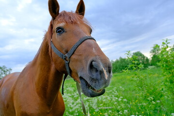 Herd of horses in a blooming field on a summer day