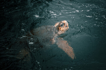 Beautiful big turtle in the water. Colorful water. Portrait of a large turtle.