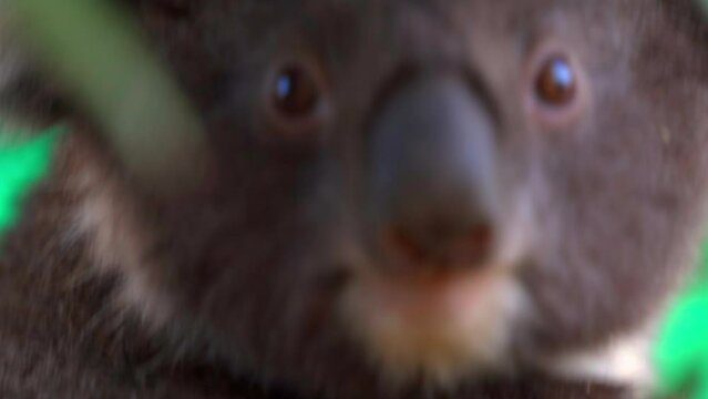 Close-Up: Portrait Of Cute Koala - Brisbane, Australia