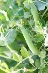 Young plant of green peas with pea pods in the garden. Summer Harversing of vegetable pea plant on the soil. Healthy vegan food ingredient in organic vegetable natural farming, banner