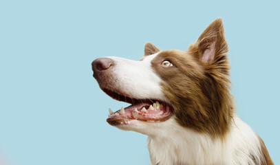 Profile attentive border collie dog looking away. Isolated on blue colored background - obrazy, fototapety, plakaty