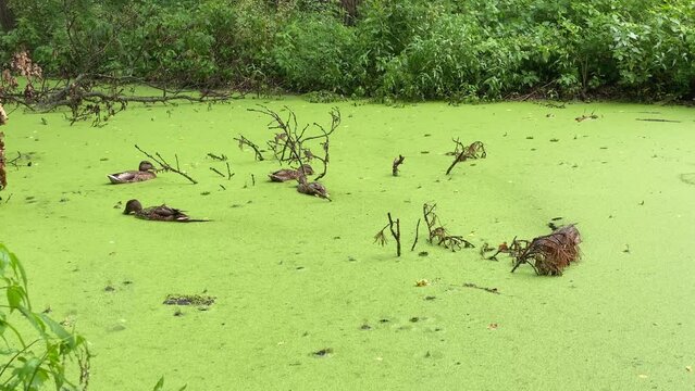 Wild family of ducks floating in the water in the lake with green duckweed in the rain, duck pond