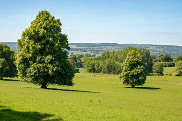 Summertime Trees and scenery in the UK.