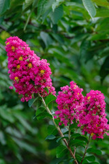 東京港区赤坂5丁目にピンクの百日紅が咲く