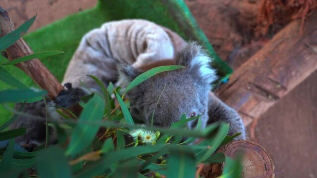 Cute Koalas Eating Leaves - Brisbane, Australia