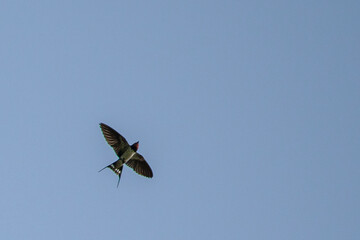 ツバメが青空を飛び交う