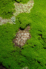苔に覆われた木の幹