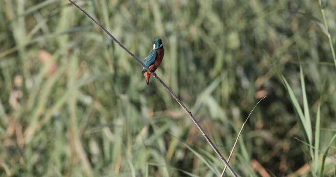 kingfisher alcedo atthis on a reed