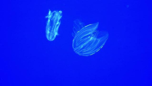 Jellyfish Mnemiopsis in the bright blue water column. Creates an iridescent light show thanks to the movement of the eyelashes and bioluminescence. Close-up View.