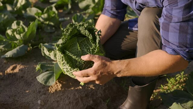farmer's hands harvesting fresh raw green cabbage 