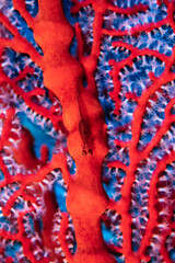 Loki whip goy, Bryaninops loki, on sea fan, Blue Corner, Palau, Micronesia