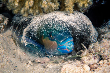 Fivesaddle parrotfish, Scarus scaber, The Barge shipwreck, Bluff Point, Red Sea, Egypt