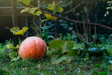 Decorative pumpkin on farm background