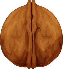 Isolated walnut nut, whole unpeeled vector seed