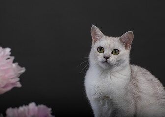 burmilla white cat on a black background