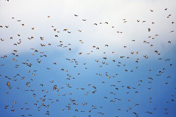Riesiger Vogelschwarm