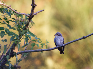Pie grièche écorcheur juvénile
