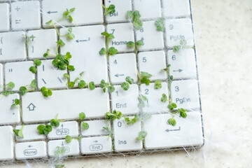White keyboard with sprouts. Keyboard pollution