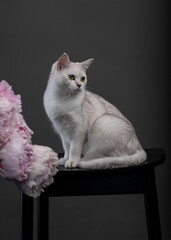 Fototapeta na wymiar white burmilla cat with flowers peony