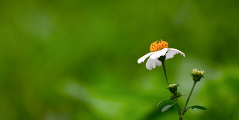Flowers are beautiful natural flowers.