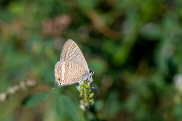 Lycaenidae / Mavizebra / Lang's Short-tailed Blue / Leptotes pirithous