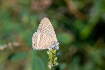Lycaenidae / Mavizebra / Lang's Short-tailed Blue / Leptotes pirithous