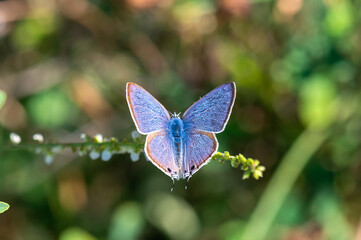 Lycaenidae / Mavizebra / Lang's Short-tailed Blue / Leptotes pirithous