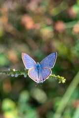 Lycaenidae / Mavizebra / Lang's Short-tailed Blue / Leptotes pirithous