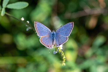 Lycaenidae / Mavizebra / Lang's Short-tailed Blue / Leptotes pirithous