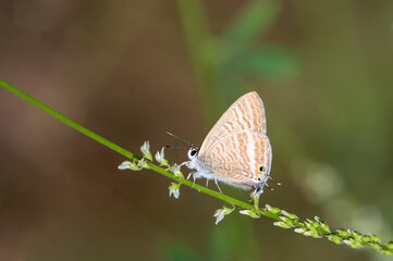 Lycaenidae / Mavizebra / Lang's Short-tailed Blue / Leptotes pirithous