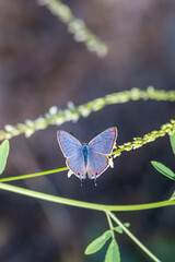 Lycaenidae / Mavizebra / Lang's Short-tailed Blue / Leptotes pirithous