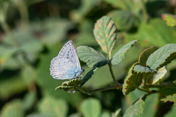 Lycaenidae / Çokgözlü Dafnis / Meleager's Blue / Polyommatus daphnis