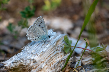 Lycaenidae / Çokgözlü Dafnis / Meleager's Blue / Polyommatus daphnis