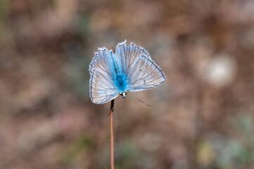 Lycaenidae / Çokgözlü Dafnis / Meleager's Blue / Polyommatus daphnis