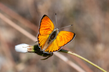 Alev Ateşi » Lycaena kefersteinii » Turkish Fiery Copper