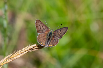 butterfly on grass