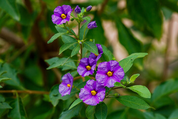 Lycianthes rantonnetii, the blue potato bush or Paraguay nightshade. Though related to food plants like the potato and tomato