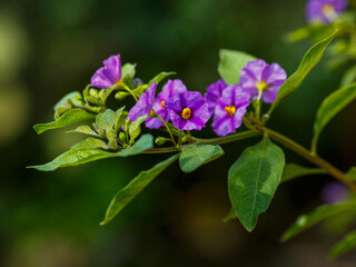 Lycianthes rantonnetii, the blue potato bush or Paraguay nightshade. Though related to food plants like the potato and tomato.